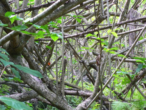 82- La foret inextricable 